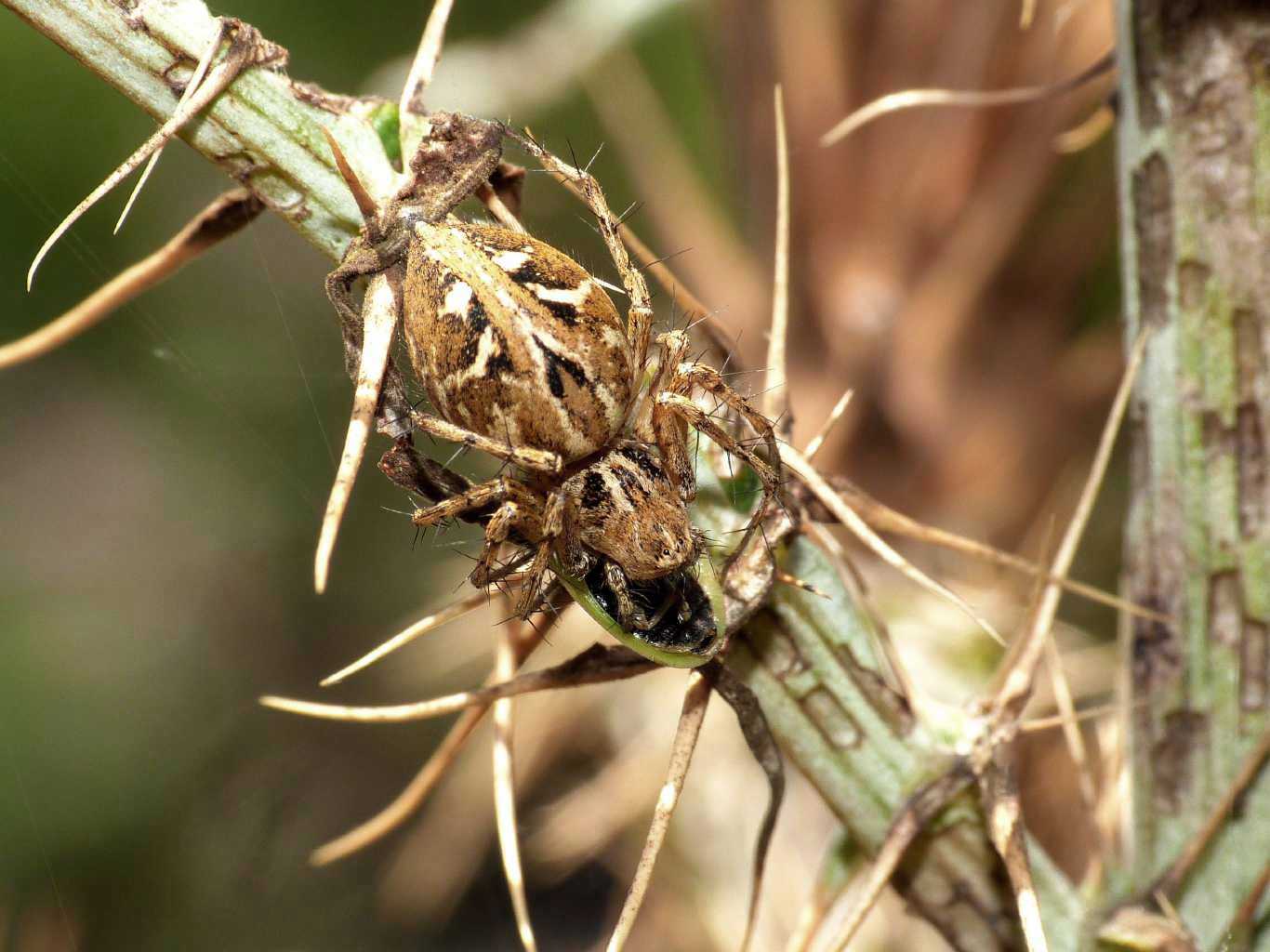 Oxyopes heterophtalmus con prede - Tolfa (RM)